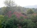 19-Vers Sequoia 0004